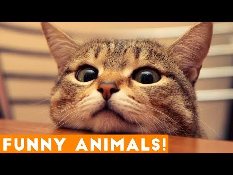 Funniest Pets & Animals of the Week Compilation October 2018 | Funny Pet Videos