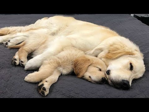 Best Of Cute Golden Retriever Puppies Compilation #113 – Funny Dogs 2018