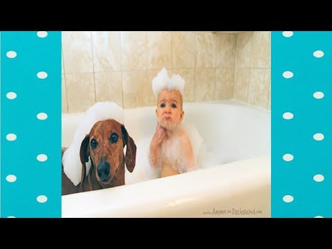 FUNNY DOGS AND BABIES PLAYING WITH WATER COMPILATION||FUNNY DOGS VIDEO