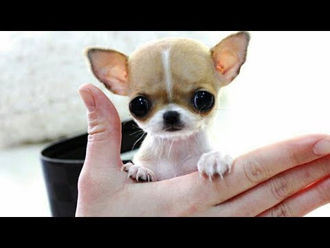 Cute is Not Enough – Funny Cats and Dogs Compilation #215