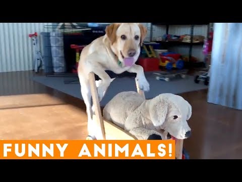 Funniest Pets & Animals of the Week Compilation October 2018 | Funny Pet Videos