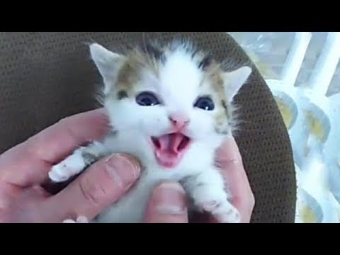 Cute is Not Enough – Funny Cats and Dogs Compilation #214