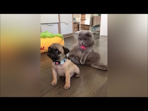 Cats or Dogs – Which Pet is Better? Funny Cat and Dog Clips!