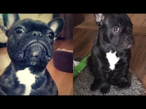 Funny and Cute French Bulldog compilation 2018 | Funny dog videos try not to laugh #34
