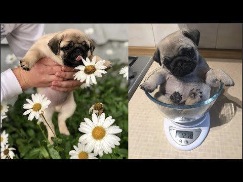 Funniest and Cutest Pug Dog Video Compilation #26