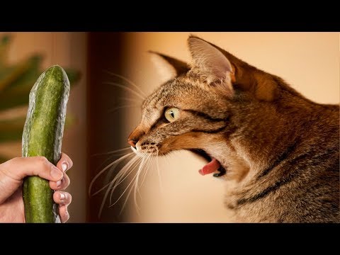 Top Cats Vs. Cucumbers 🔴 Funny Cat Videos Compilation – Gatos Vs. Pepinos Vídeo Recopilación