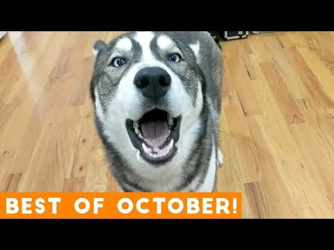 Ultimate Animal Reactions & Bloopers of October 2018 | Funny Pet Videos