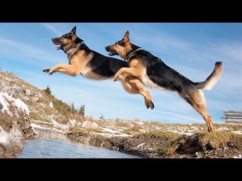 Funny German Shepherd Dog Compilation #4 – Cute Dogs Video
