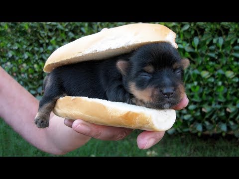 Cute is Not Enough – Funny Cats and Dogs Compilation #246