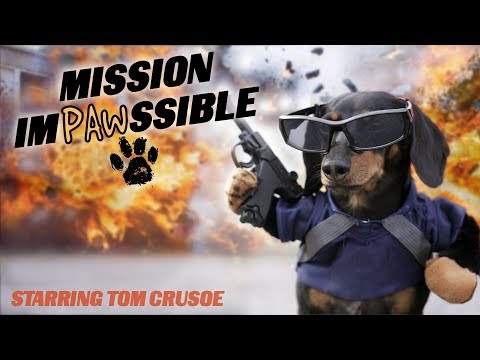 Ep 12: MISSION IMPAWSSIBLE (Finale) – Funny Dog Video