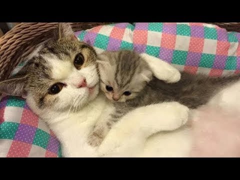 Cute Cat and Dog Healing & Funny Video 2018 part8