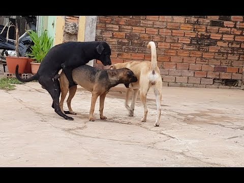 Funny Dogs Compilation Video Next to My House