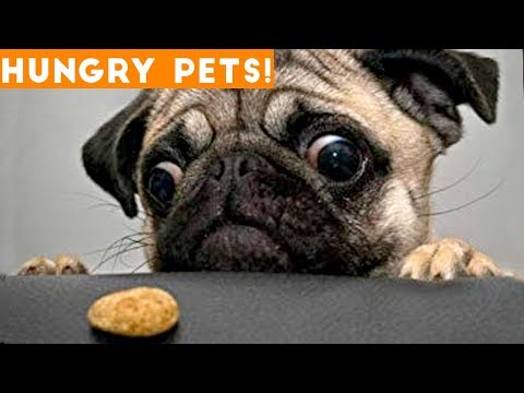 Funniest Hungry Pets Compilation 2018 | Funny Pet Videos