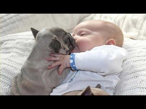 Cute Puppies Dogs Love and Playing With Baby – Funny Baby Video