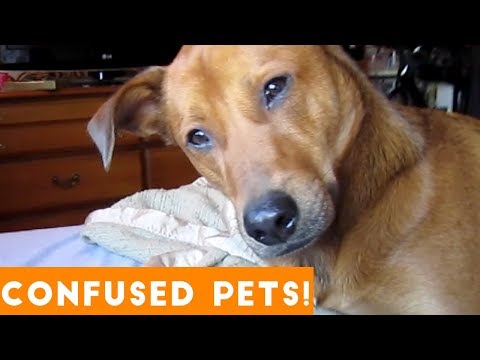 Funniest Confused Pets Compilation 2018 | Funny Pet Videos