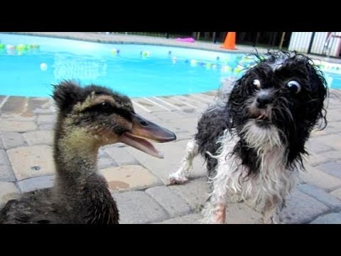 PREPARE YOURSELF to LAUGH ALL DAY LONG! – Best FUNNY DOG VIDEOS