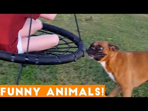 Funniest Pets & Animals of the Week Compilation December 2018 | Funny Pet Videos