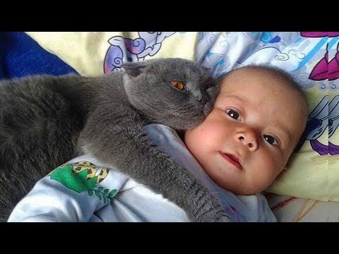 Cute is Not Enough – Funny Cats and Dogs Compilation #256