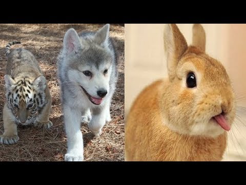 Cute Animal Doing Funny Things – Cute Animal Music Videos | Funny Dogs And Cats