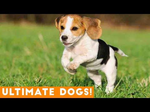 Ultimate Cute and Funny Dogs of 2018 | Funny Pet Videos