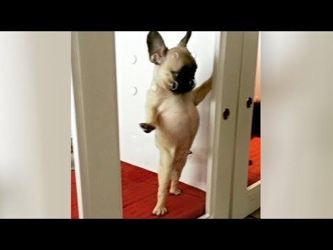 LAUGH NOW at the FUNNIEST DOGS – BEST & CUTEST DOG compilation