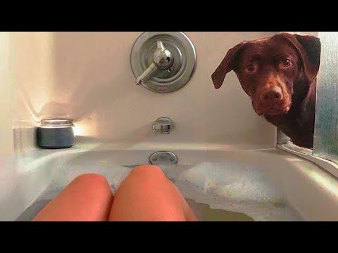 Dog Love 🔴 Cute and Funny Dog Videos Compilation (2018) Perros Adorables Video Recopilación