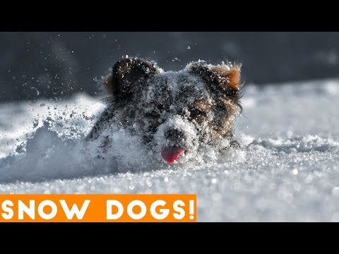 Funniest Snow Dog Video Compilation December 2018 | Funny Pet Videos