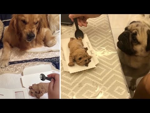 Funny Dog Reaction to Dog Cake | Funny Dog Cake Reaction Compilation