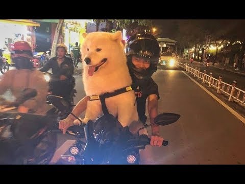 Những Chú Chó Dễ Thương Hài Hước – Cute And Funny Dog Videos Compilation