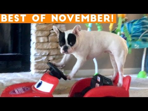 Ultimate Animal Reactions & Bloopers ofNovember 2018 | Funny Pet Videos