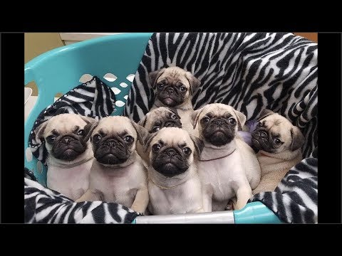 Cute and Funny Pug Dog Video Compilation #30