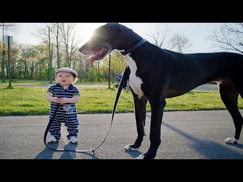 Giant Dog Submits to Baby ★ Funny Baby And Animals Videos Compilation