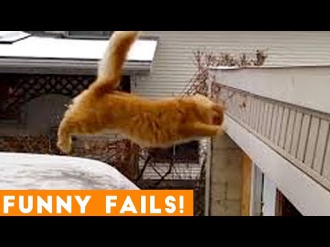 TRY NOT to LAUGH Animals FUNNY PET FAILS Compilation  2019 | Epic Pet Videos & Moments