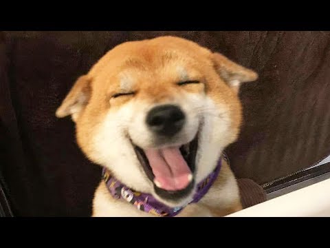 🤣 Funniest 🐶 Dogs and 😻 Cats – Awesome Funny Pet Animals’ Life Videos 😇