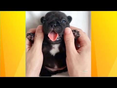 Funny and Cute Dogs And Cats Videos 2019 #15 – FunnyAnimals