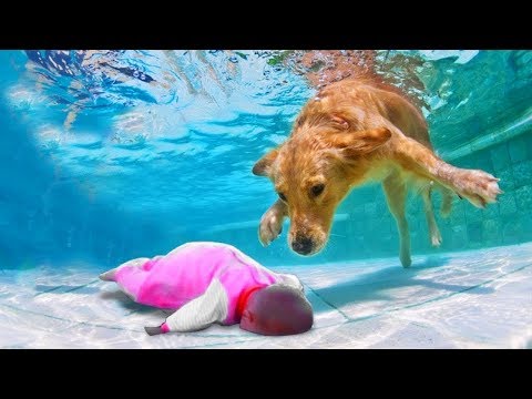 Hero Dog Saves Owner Out Of The Water||FUNNY DOGS VIDEO
