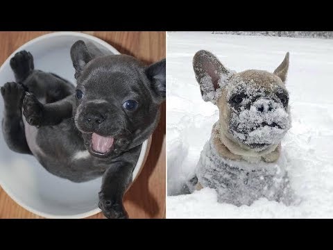 Dogs are Awesome  – Funny and Cute  French Bulldog Videos #74