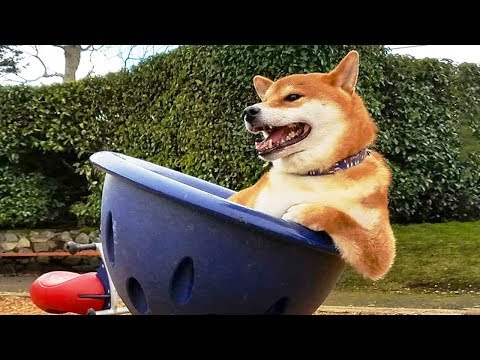 Funniest 🐶 Dogs And 😻 Cats- Try Not To Laugh 🤣 – Funny Pet Animals’ Life
