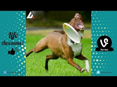 TRY NOT TO LAUGH Funny Dogs Fails Compilation | Best FAILS of Life Awesome