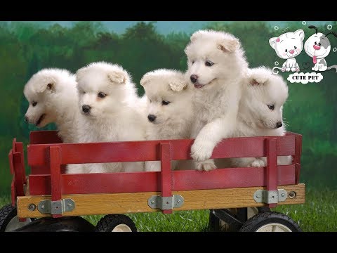 Baby Dogs – Cute and Funny Dog Videos Compilation (2019) | 01