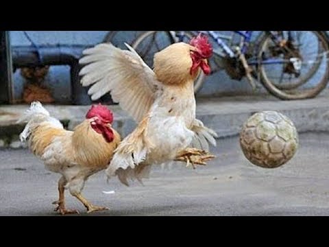 Funny Chickens & Roosters – Rooster vs Dog & Cat Videos – Cute Chicken Video