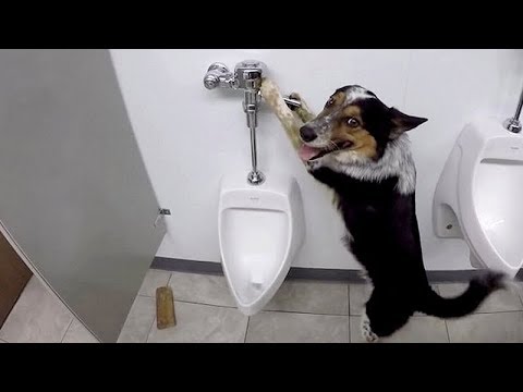 CUTE & FUNNY VIDEOS of SUPER SMART DOGS! – Best ANIMAL VIDEOS 2019