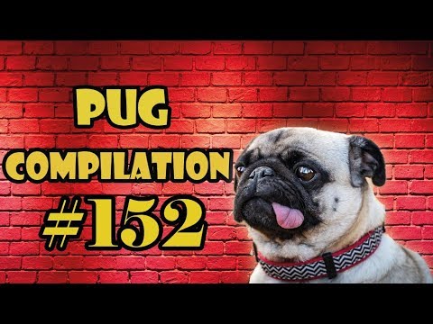 Pug Compilation 152 – Funny Dogs but only Pug Videos | Instapug