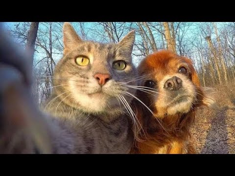 MUST SEE! 😎 Weirdest Relationship betWEEN Cat 😽 & dog 🐶 Funny Dogs 🐶 and Cats 😺 Combination