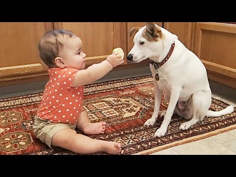 Funny Sweet Baby Sharing Foods for Dogs – Cute Baby Video