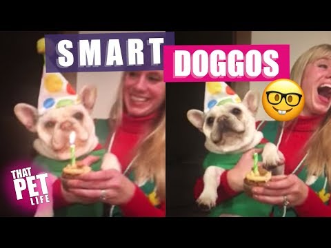 Super Smart Dogs | Funny Animal Videos