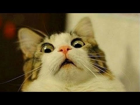 Funny Cats Reaction To Magic Tricks! Try Not To Laugh!