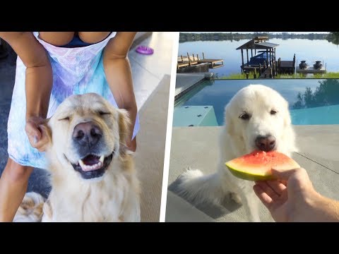 FUNNY DOG VIDEOS 2018 (Cute SCS Clip Compilation)