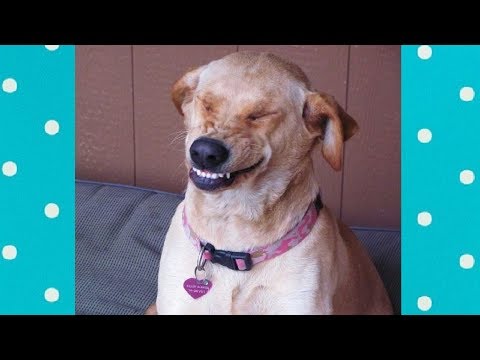FUNNY LABRADOR DOGS doing DUMB THINGS | Top Dog Videos Compilation