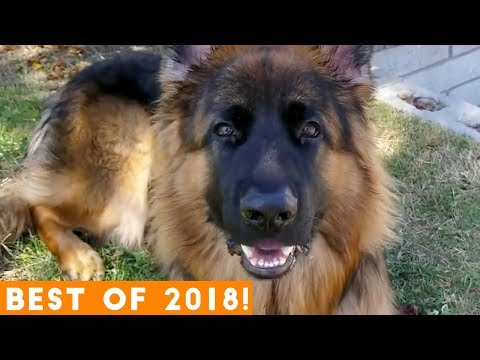 BEST ANIMALS OF 2018 Pt. 2  | Funny Pet Videos
